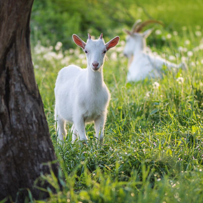 Kendamil Goat: The G.O.A.T. of Goat Milk Formulas