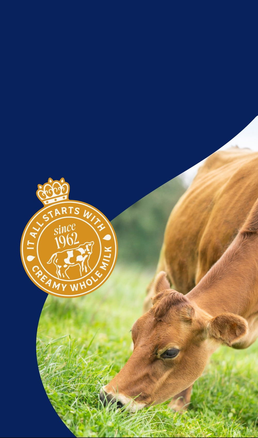 Cow grazing in a field with a blue background and a brand logo.
