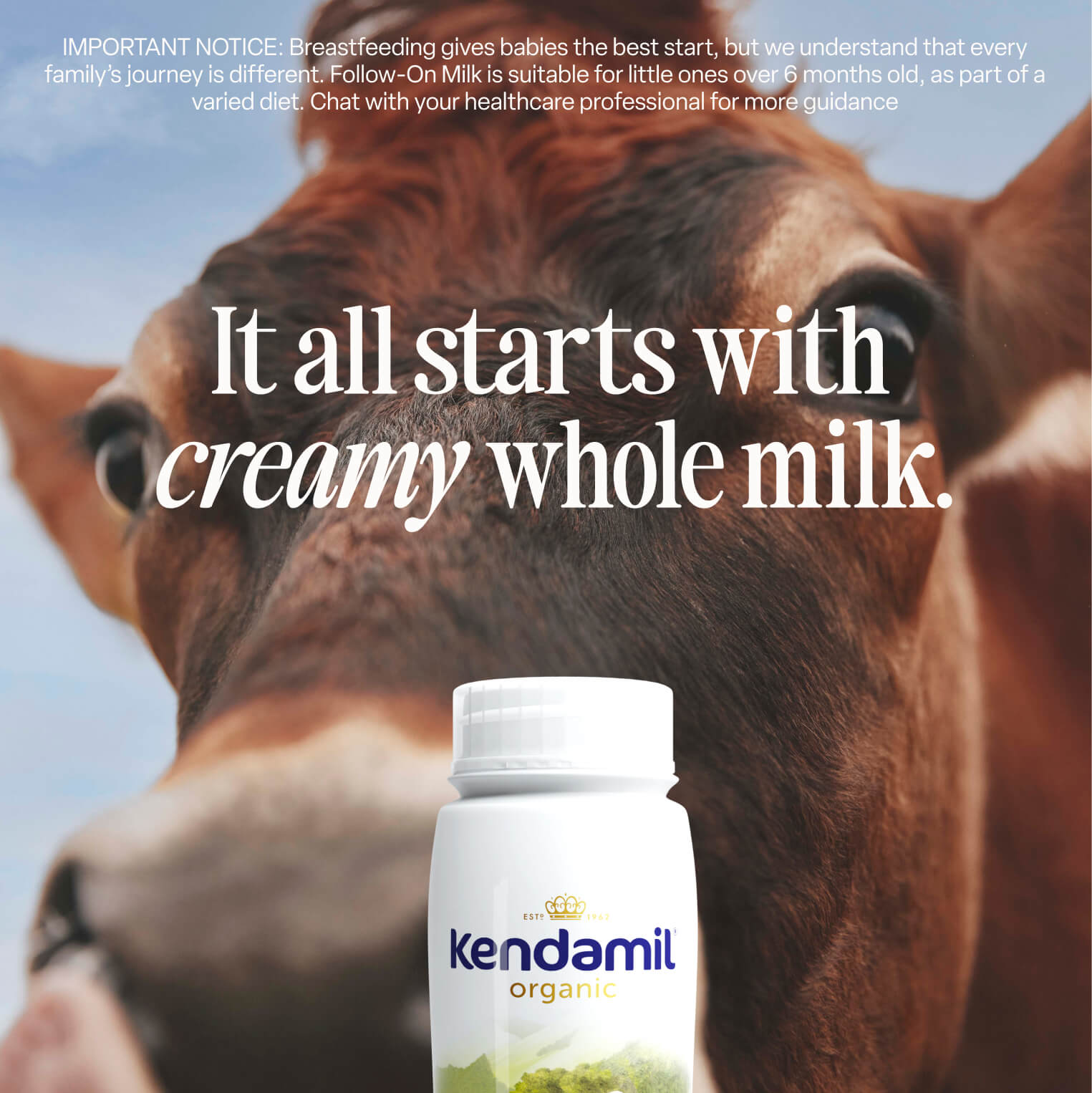 A close-up of a brown cow with a white 6x200ml Organic Ready to Feed First Infant Milk bottle in the foreground. Text reads: It all starts with creamy whole milk from grass-fed cows.