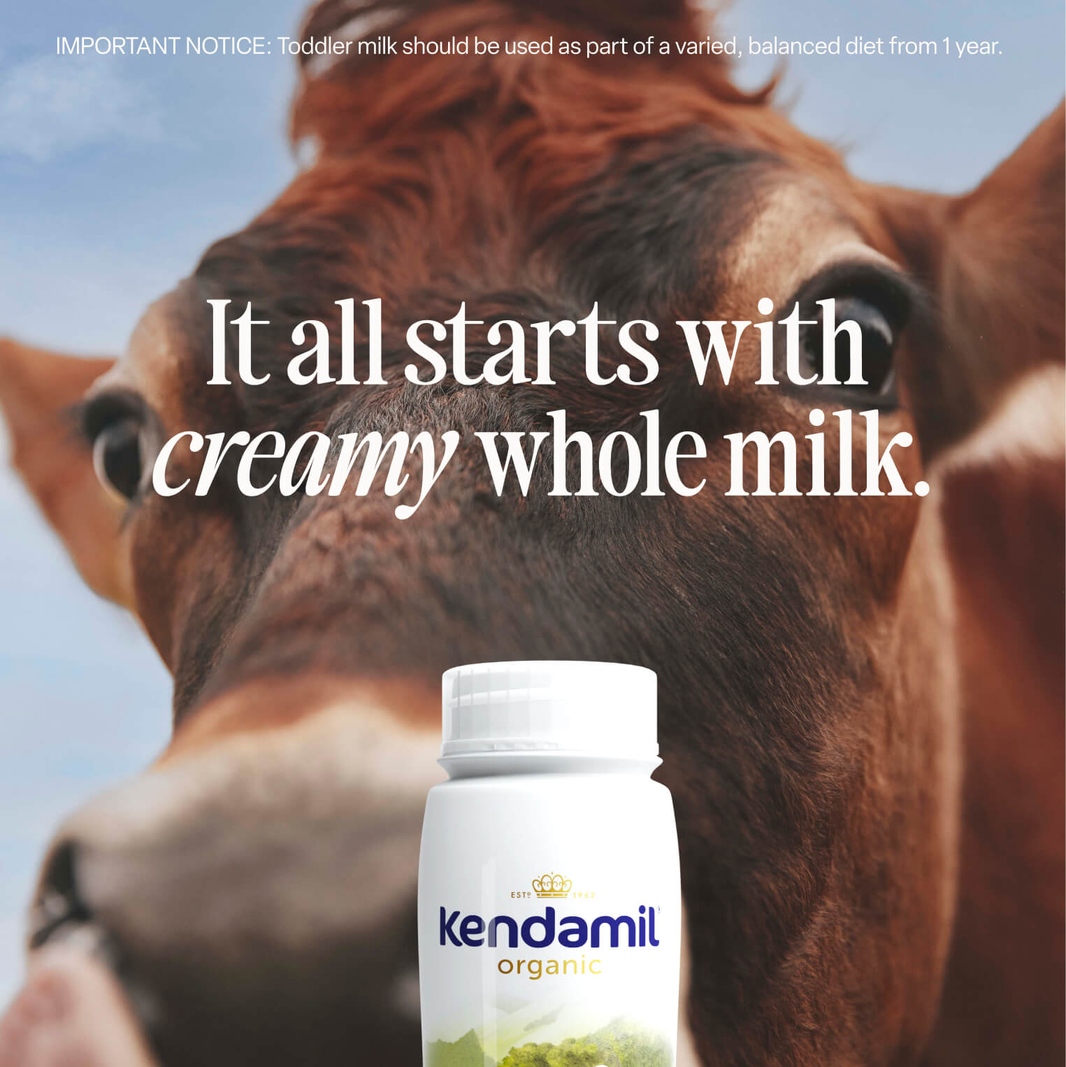 A close-up of a cow behind a bottle of Kendamil 6x200ml Organic Ready to Feed Toddler Milk. The text reads, “It all starts with creamy grass-fed whole milk.” A notice at the top mentions toddler milk as part of a balanced diet from age one.
